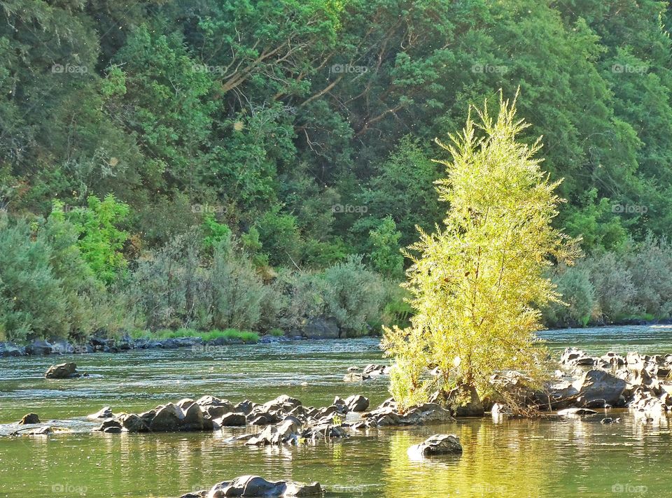 Oregon Rogue River. Tree Growing On A Tiny Island In The Rogue River
