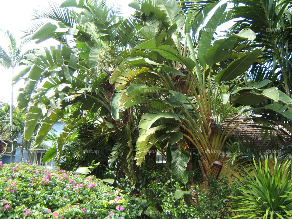 Tropical plants in Bahamas