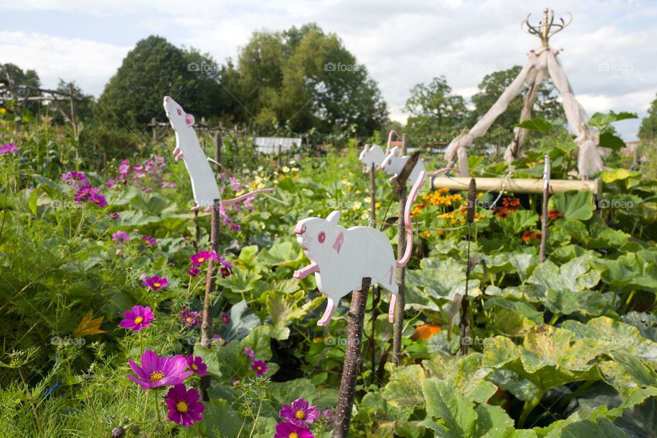 Flower, Nature, Summer, Garden, Flora