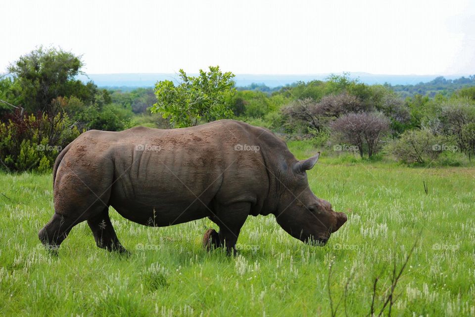 Very close encounter with rhino in South Africa