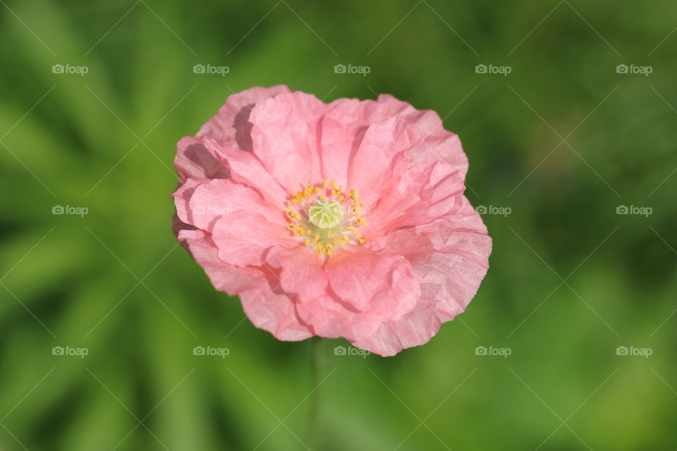 Pink Poppy