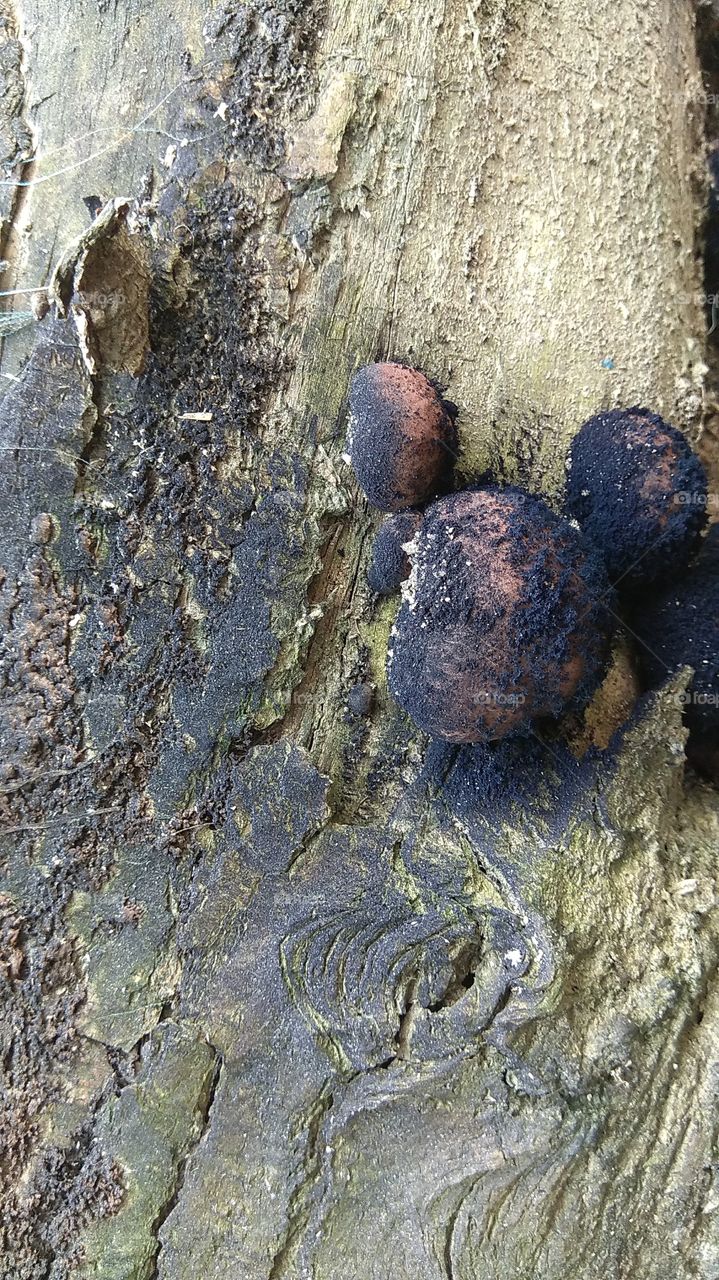tree's fung texture