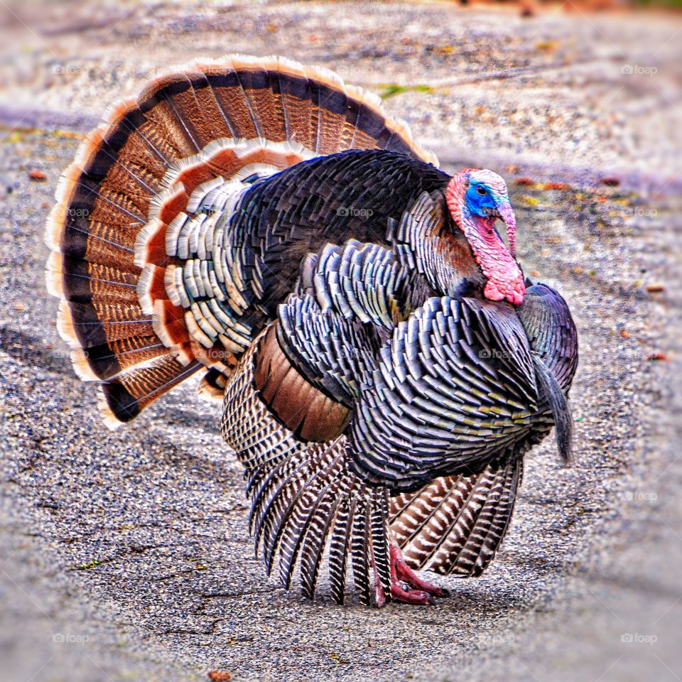 This bird is  a blue head male Turkey gobbler displaying tale feathers agains a background with similar tone colors