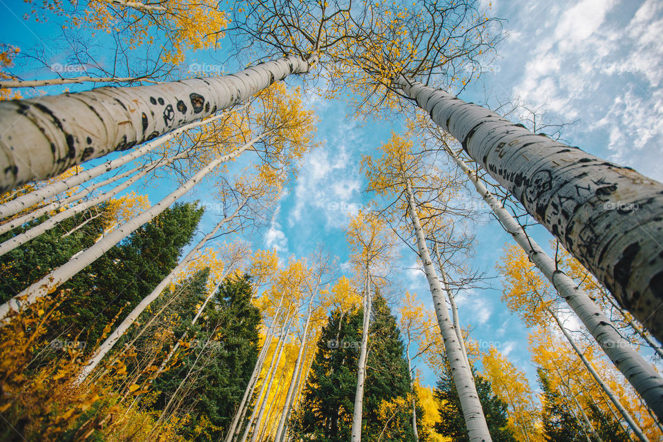 Pine trees and aspen trees in Colorado 