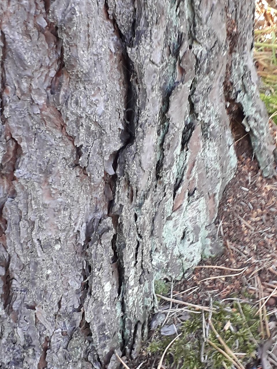 pine trunk