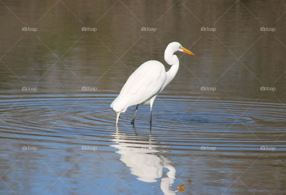 White Heron in the Water