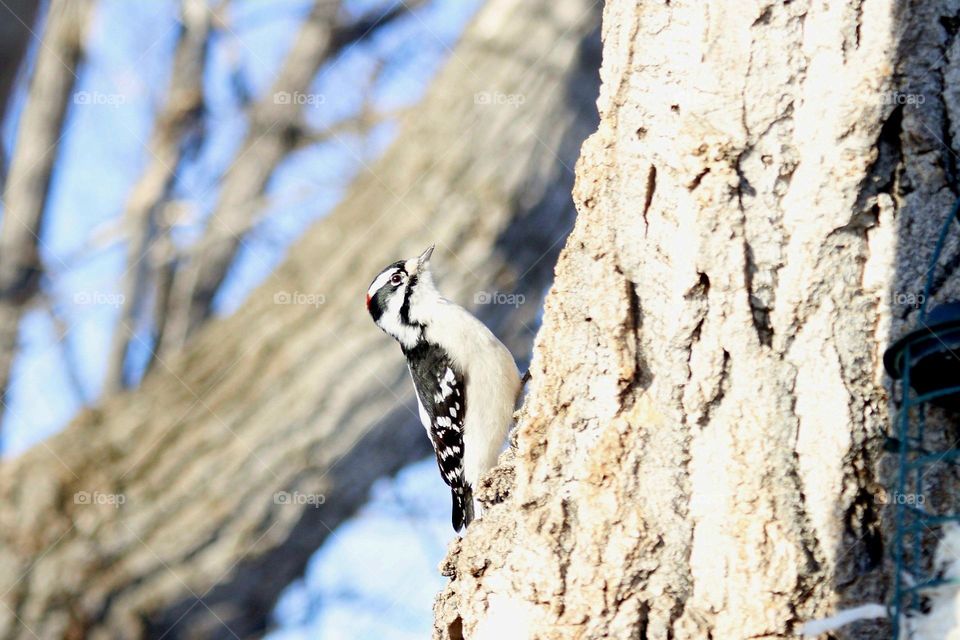 woodpecker