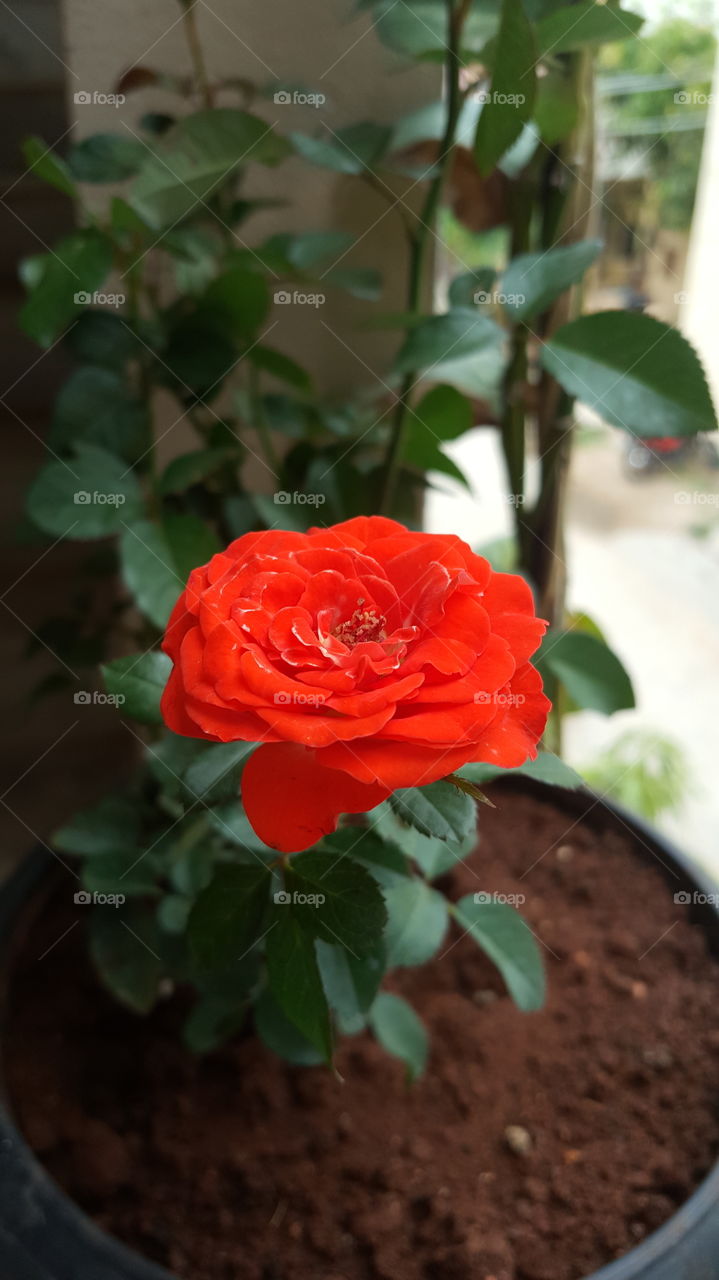#rk #floral #orange #orangeflower #rose #flower #love #nature