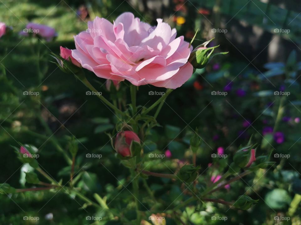 Rose im Morgenlicht