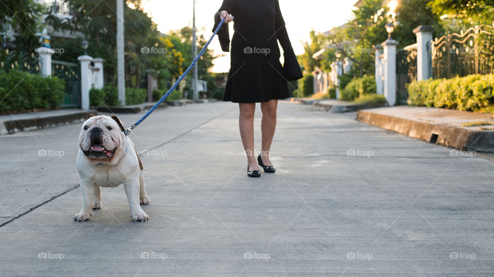 English bulldog  with woman walk an the street