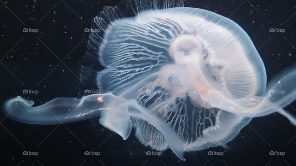 jellyfish