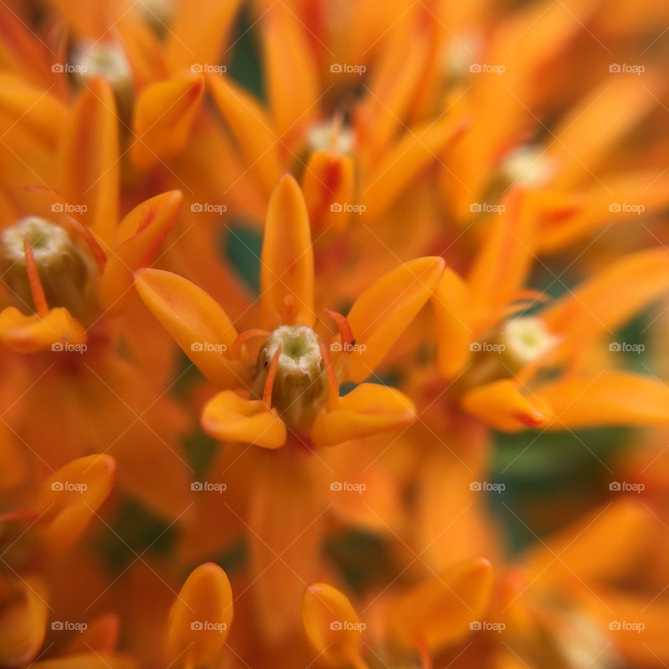 Orange flower closeup