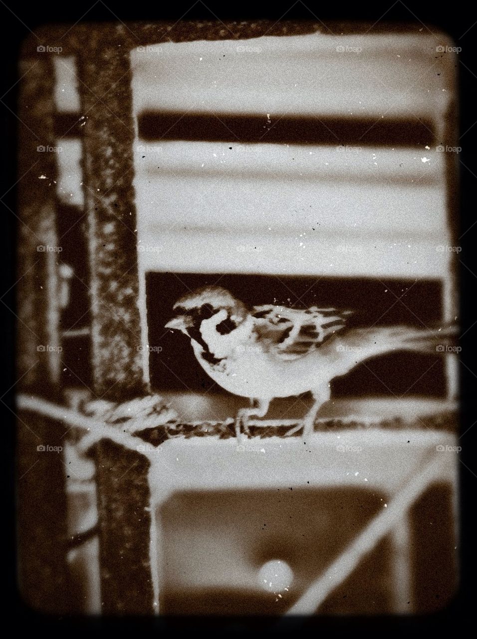 A vintage image of a sparrow