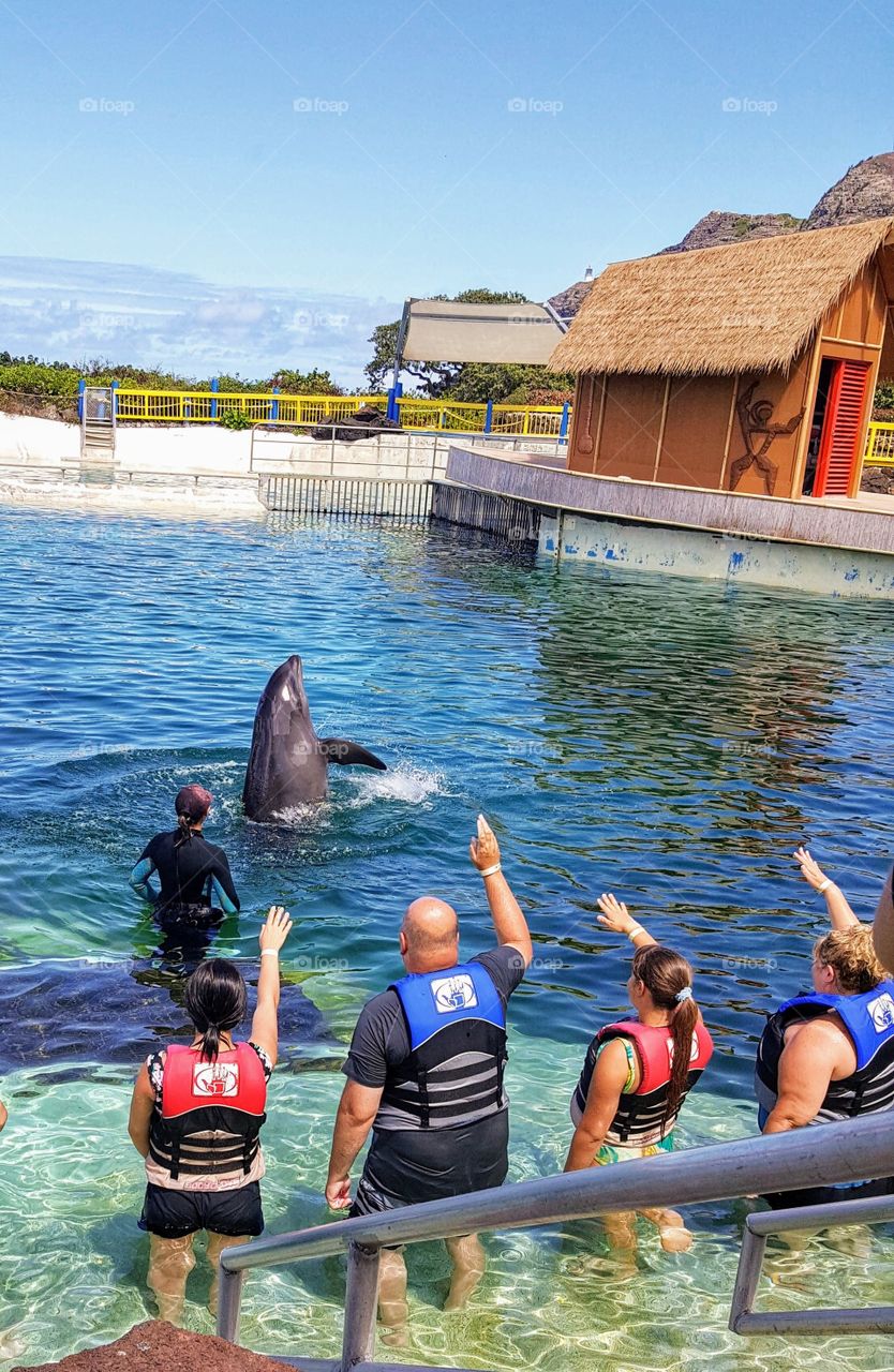 Silly humans thinking they are the teaching the dolphin  to do tricks.
