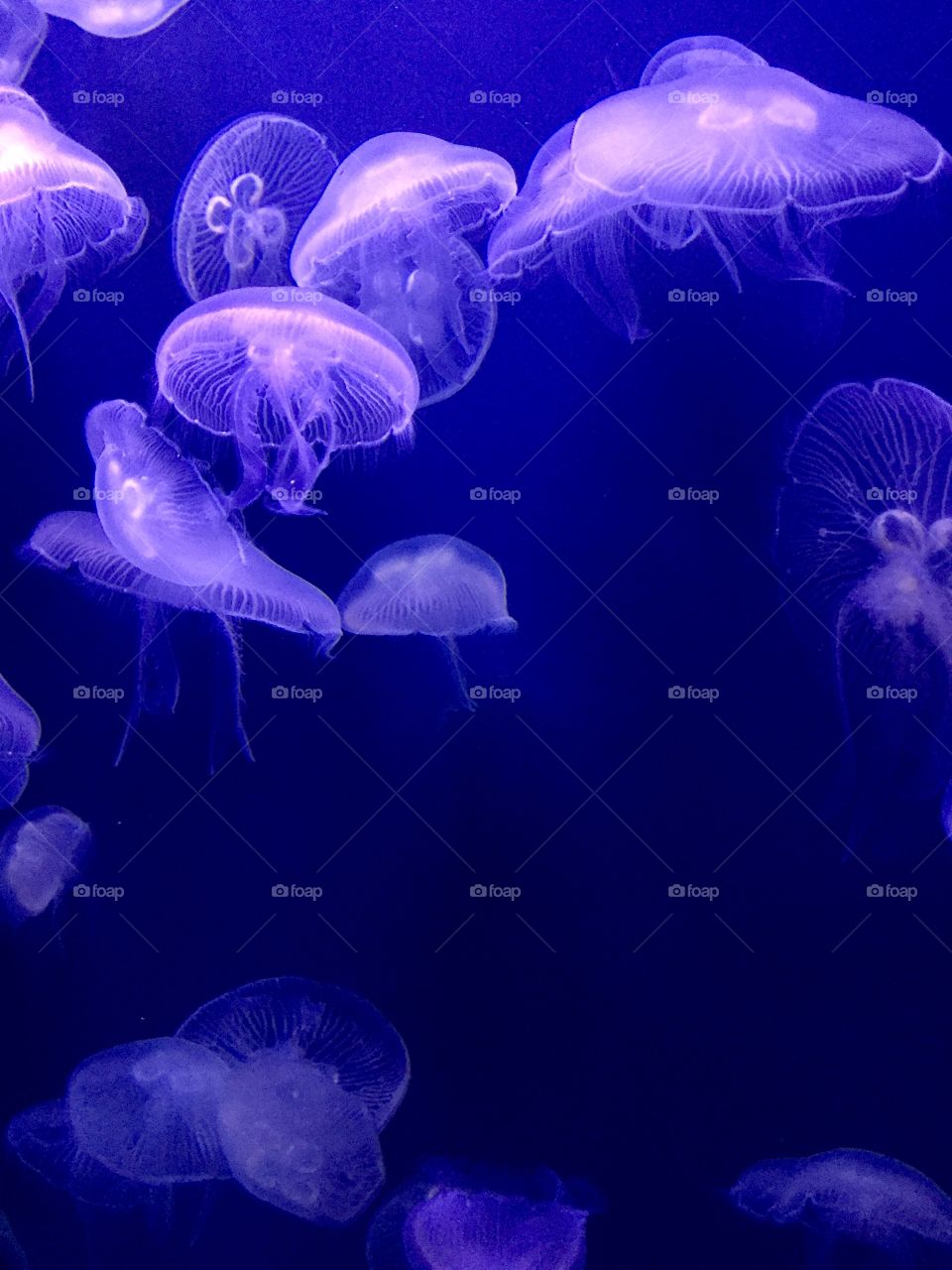 Purple jellyfish on dark blue background