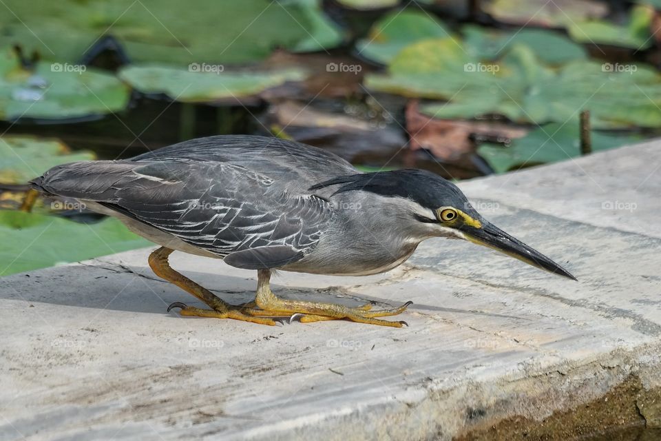 Little heron (Butorides striata)
