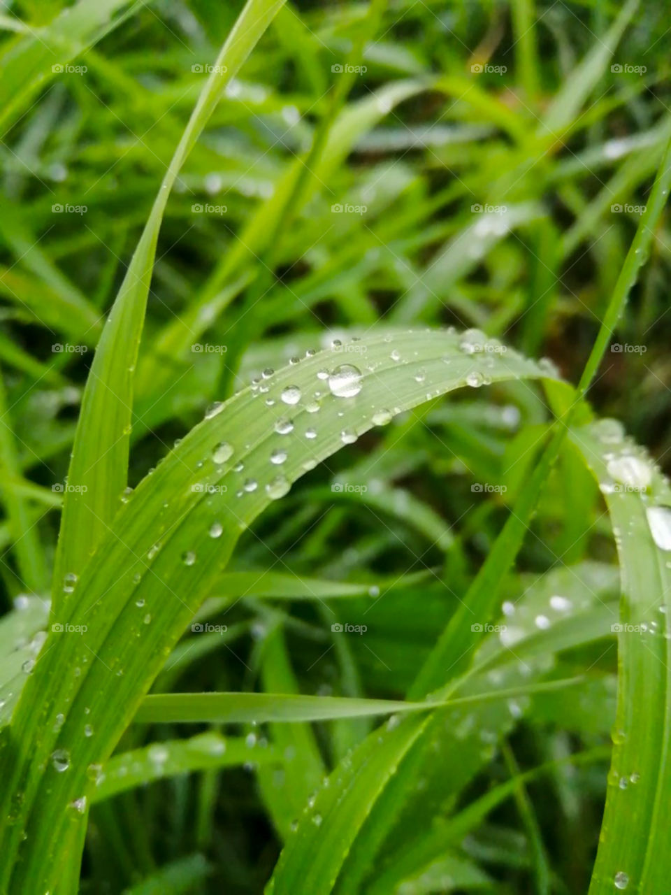 Grass, dew