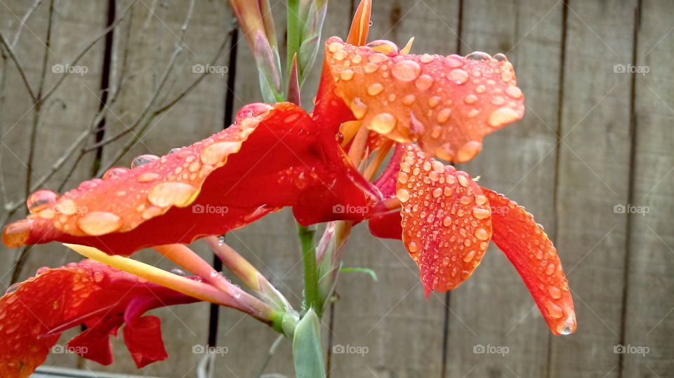 Nature Natural Garten Flora Flower Canna Flaccida L. Orange