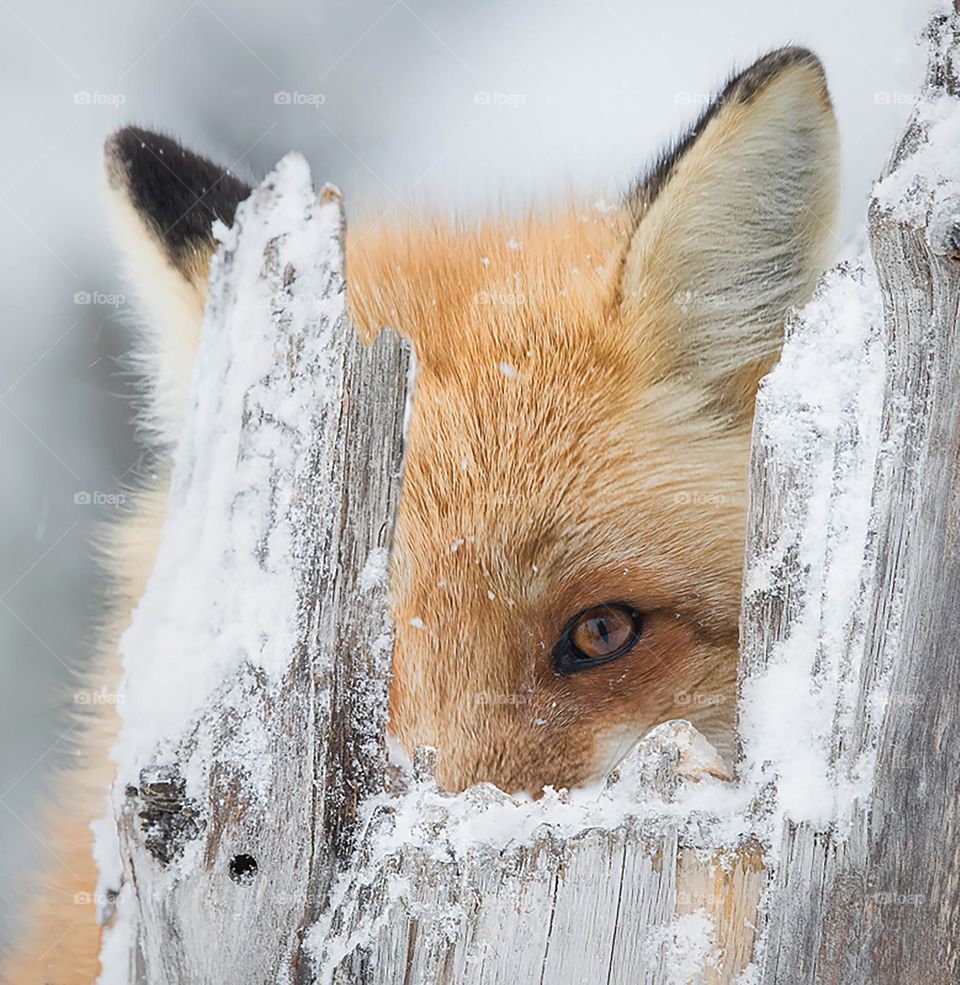 a fox peeking through a wooden fence in the snow