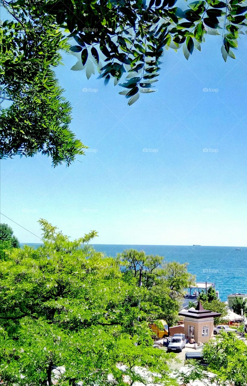 Nature, Tree, No Person, Summer, Outdoors