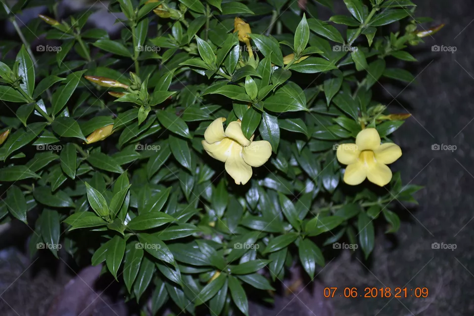 flora