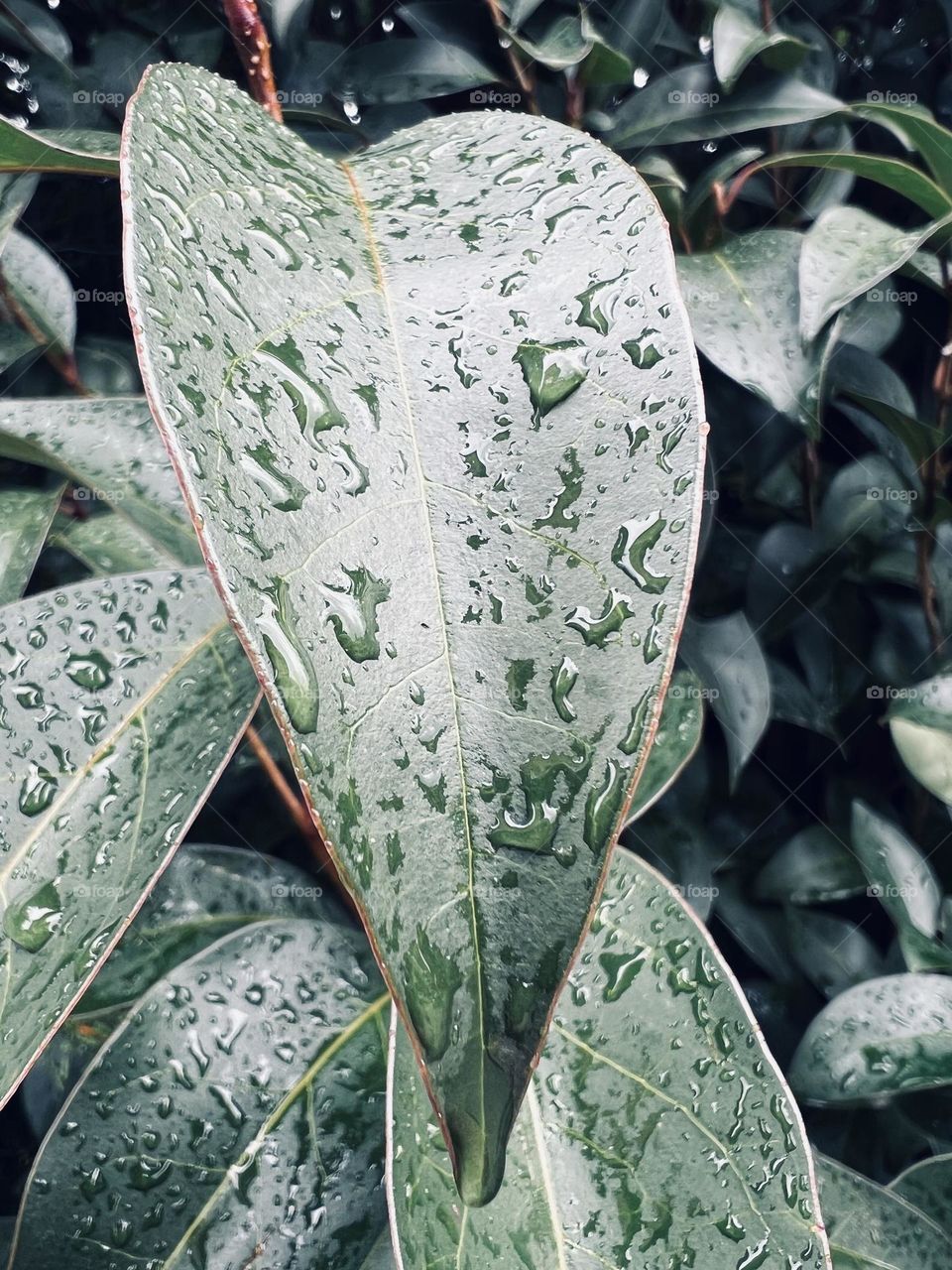 Plants with raindrops 