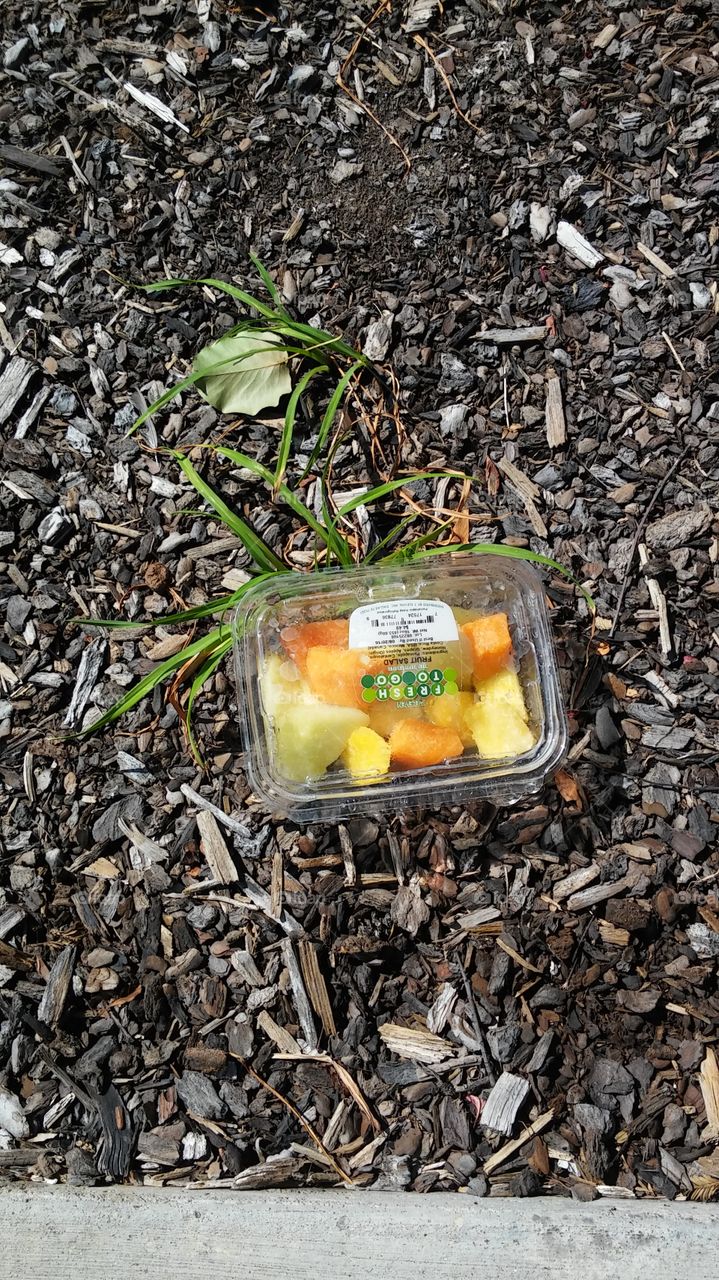 Trash, discarded container of fruit