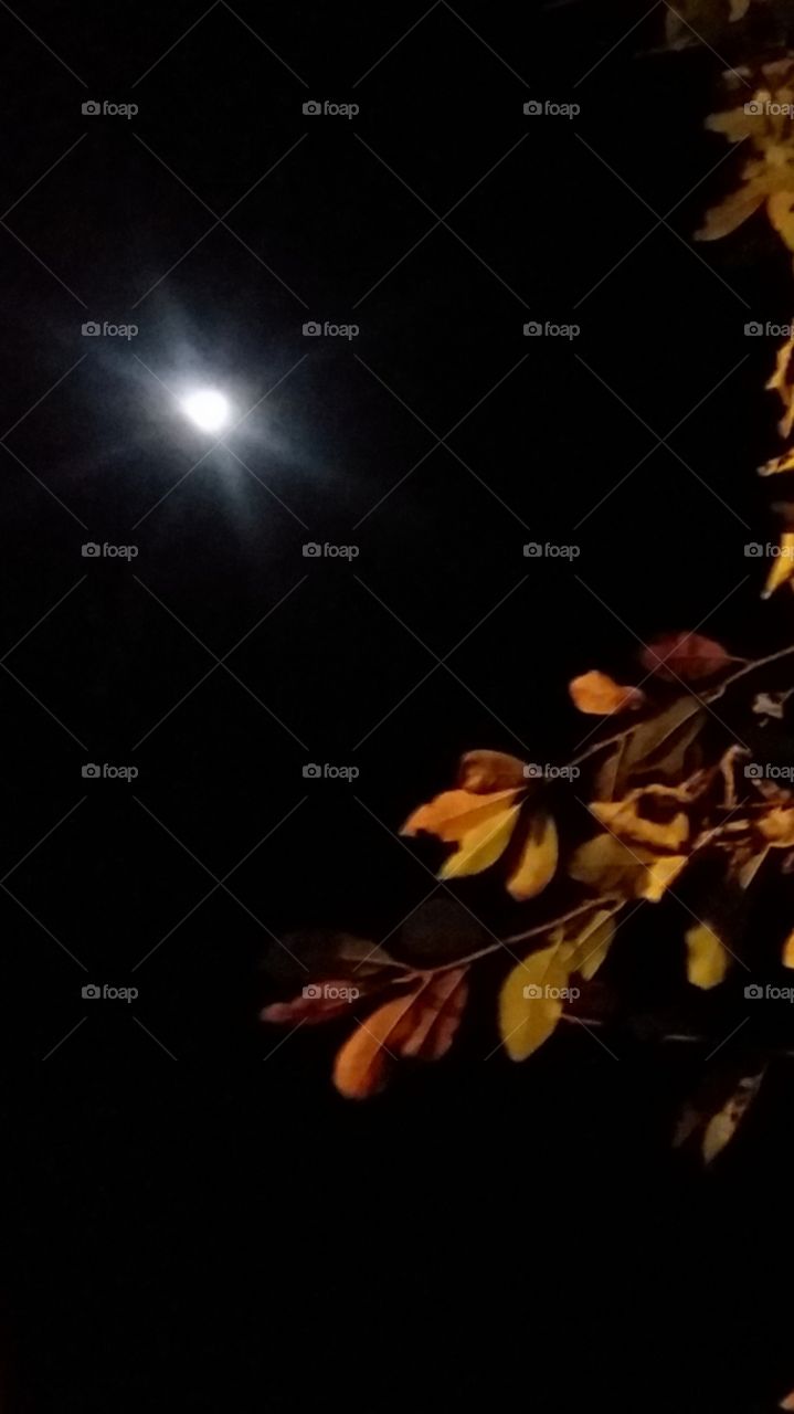autumn leaves under the light of the moon