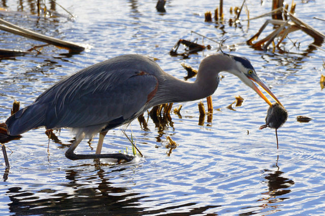 Blue heron drowning its prey before downing it.
