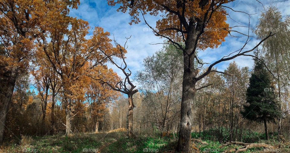 Autumn forest with old oaks 