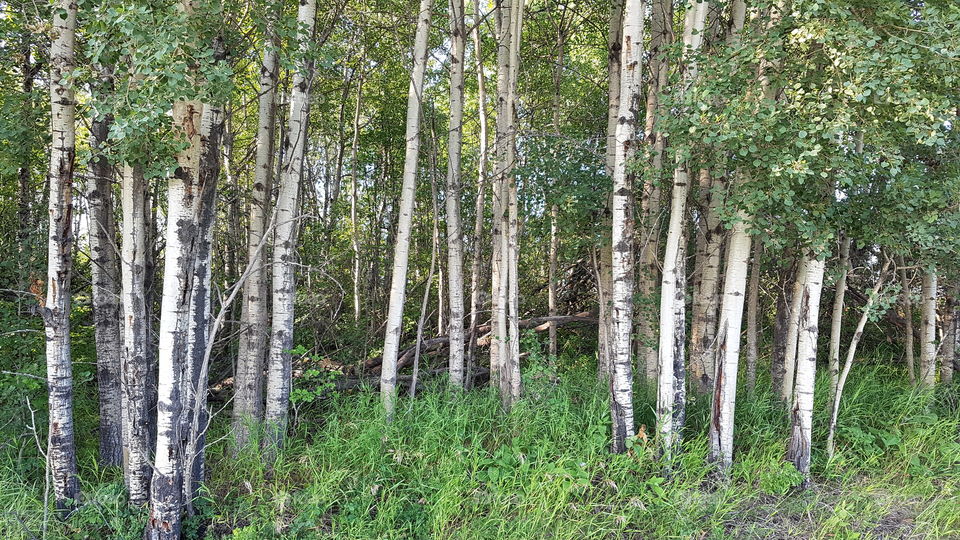 birch treed