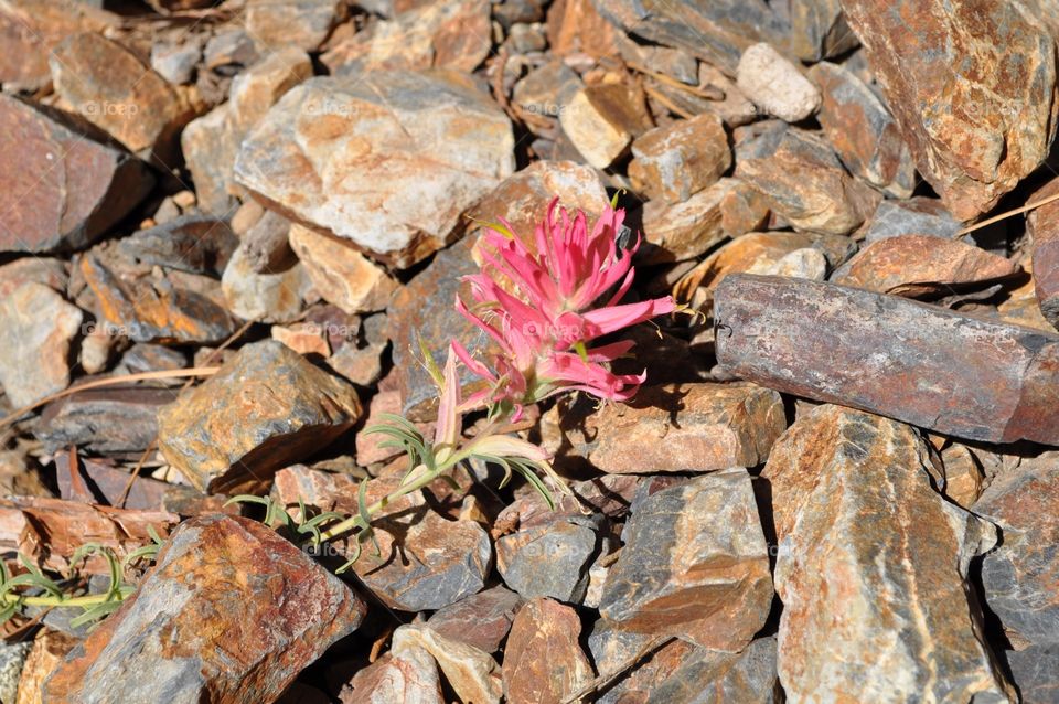 Indian paintbrush 