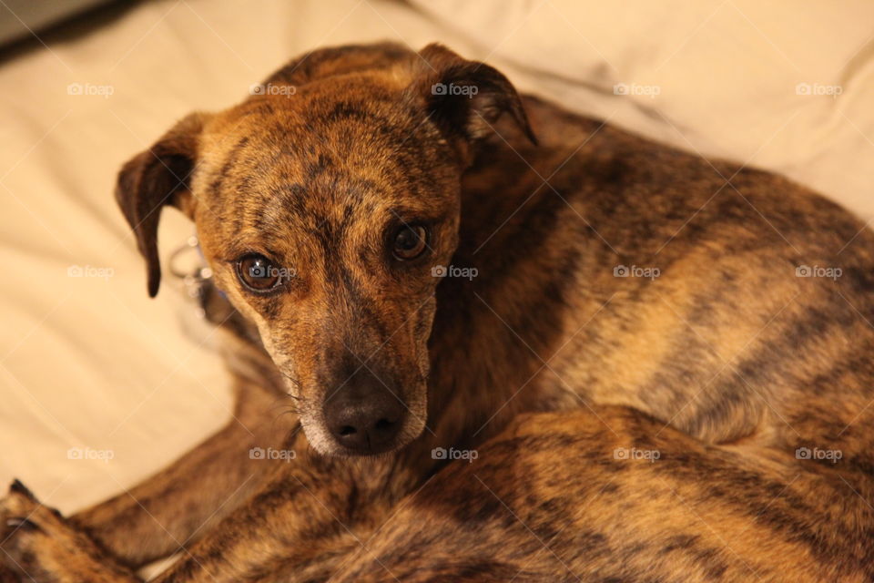 The Dog Named Guinness