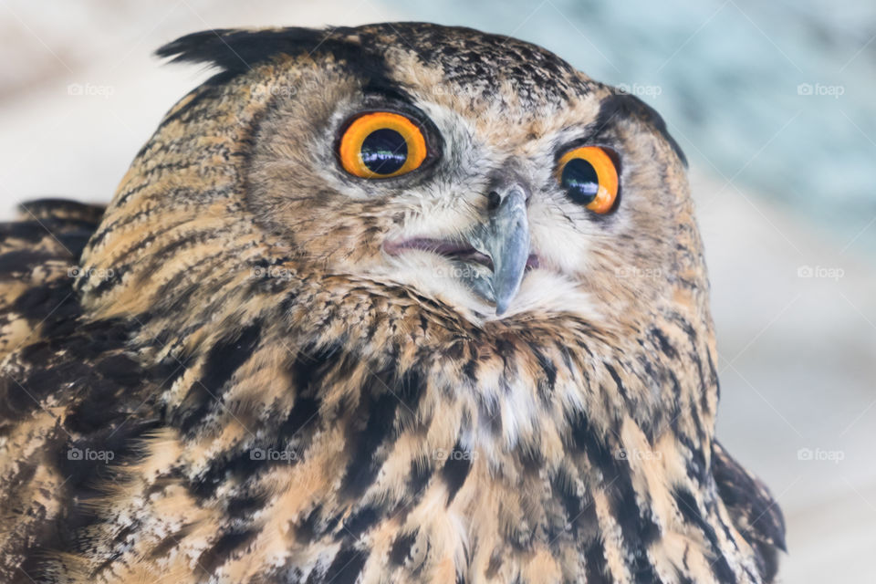 Owl with big beautiful orange colored eyes 