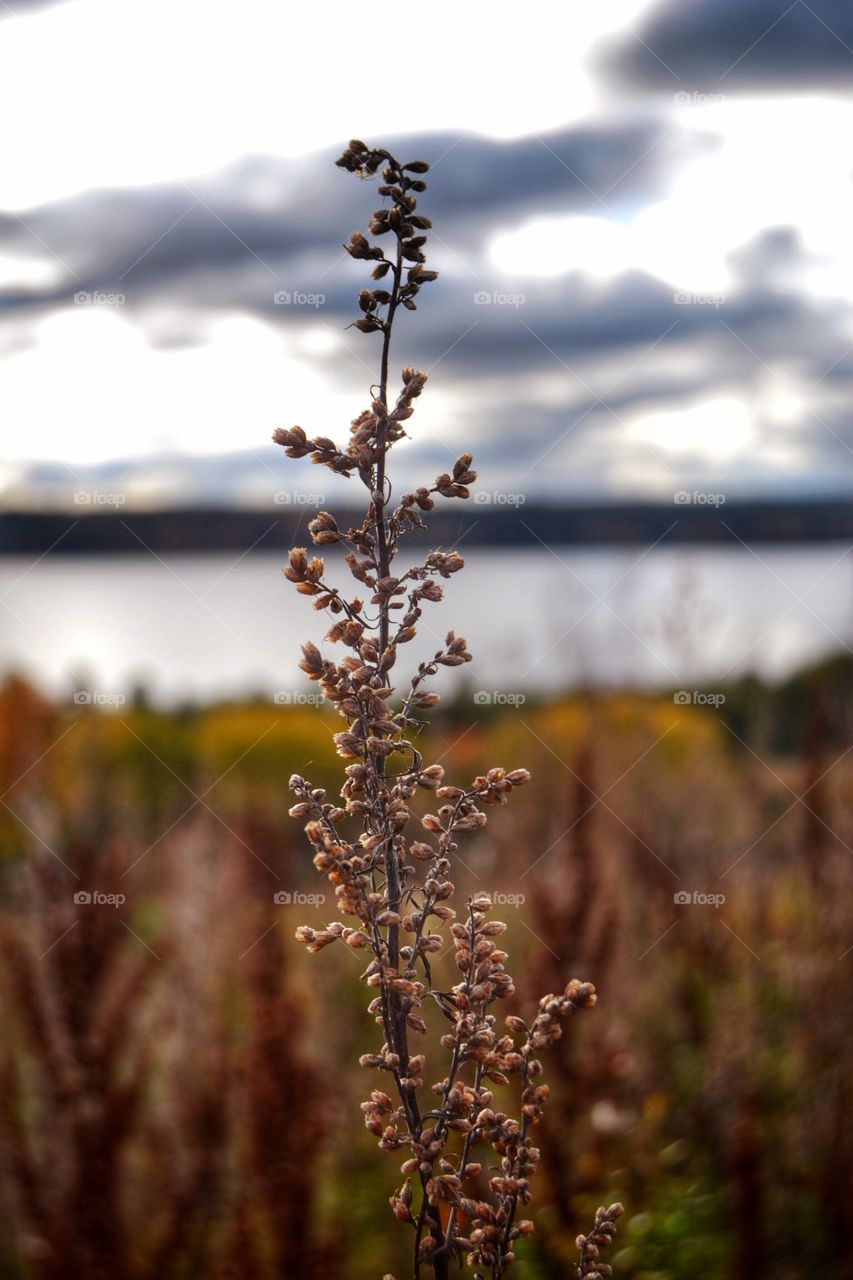 Grass in fall colors