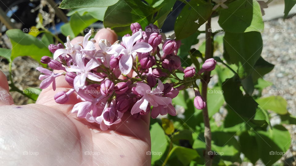 lilacs