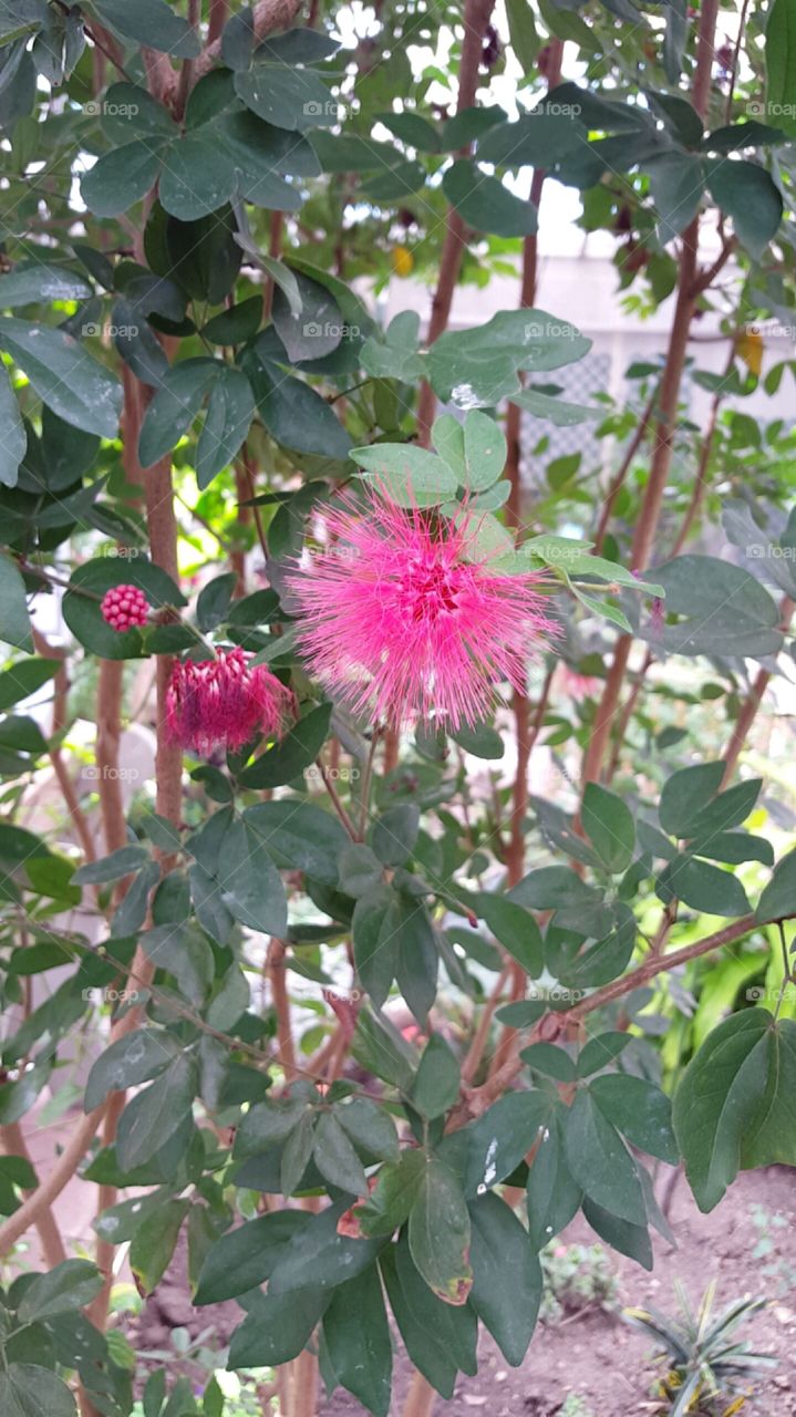 Sassy Pink Flowers