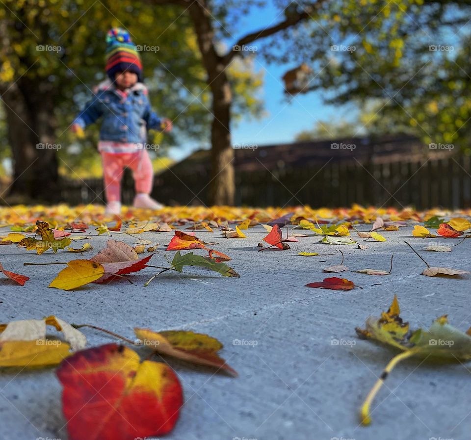 Baby walking toward camera through fall leaves, baby has fun in the leaves, colorful leaves on the ground, red leaves on the ground, MidWest in the fall, autumnal leaves 