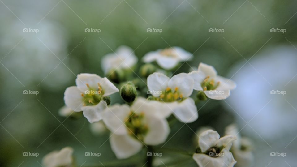 white alyssum