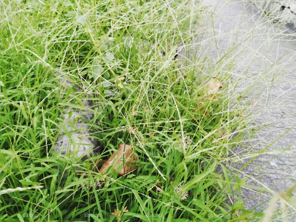 Grass growing on concrete.