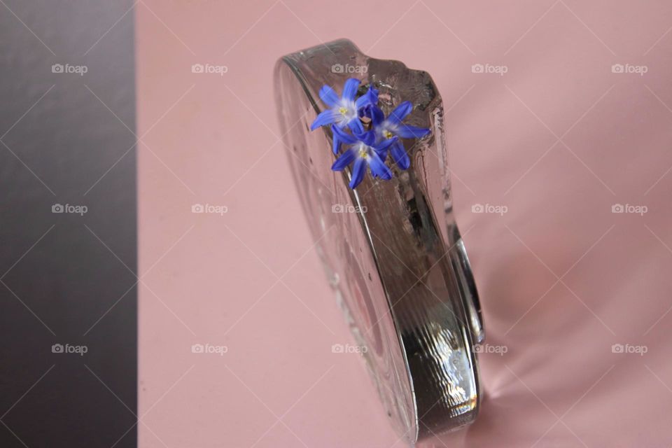 Close up of a small blue flower in vase on pink table 