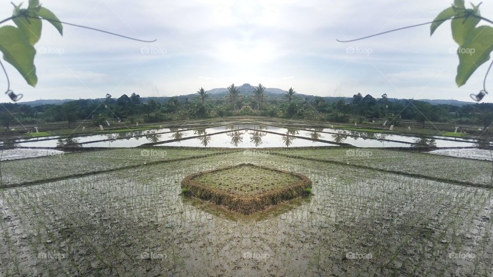 Rice fie