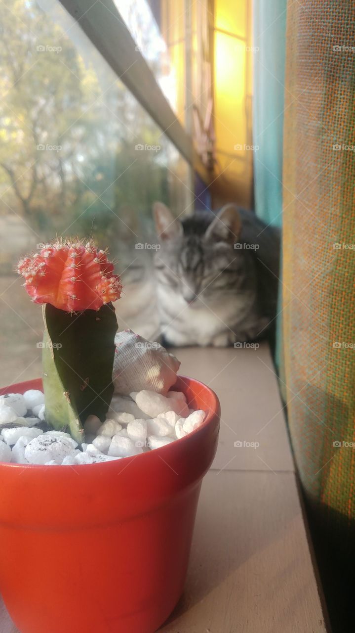 Focus on the colourful succulent pot, snoozing cat in the background.