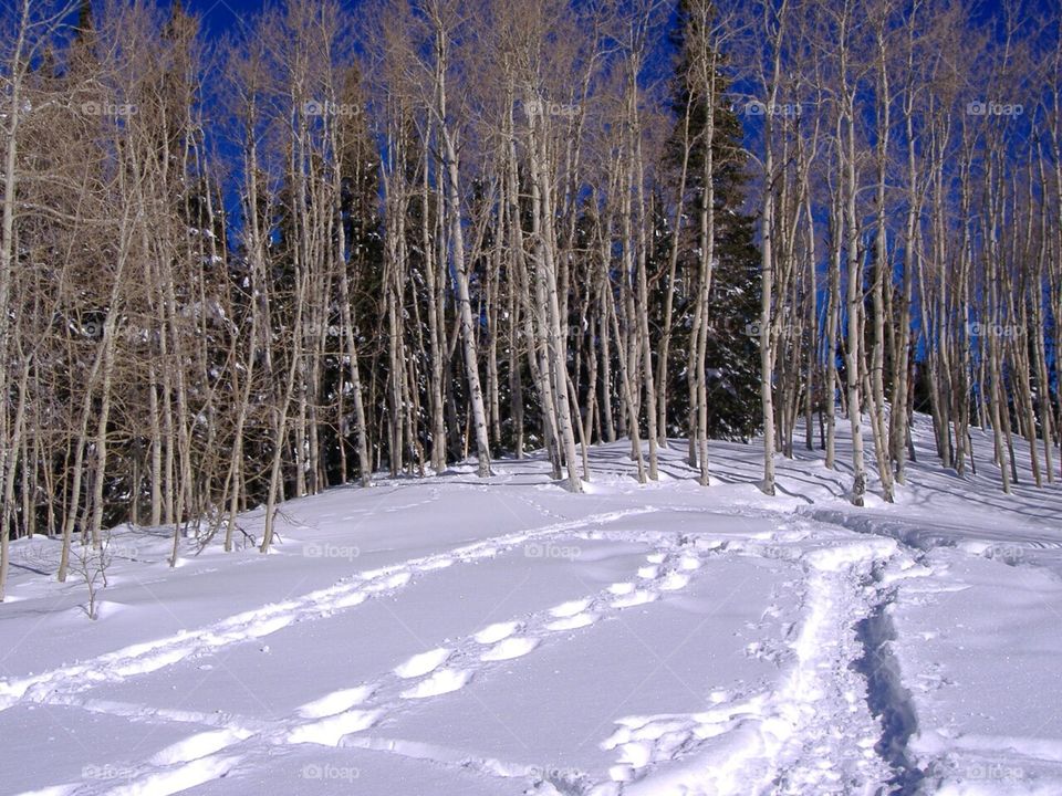Aspen and snow