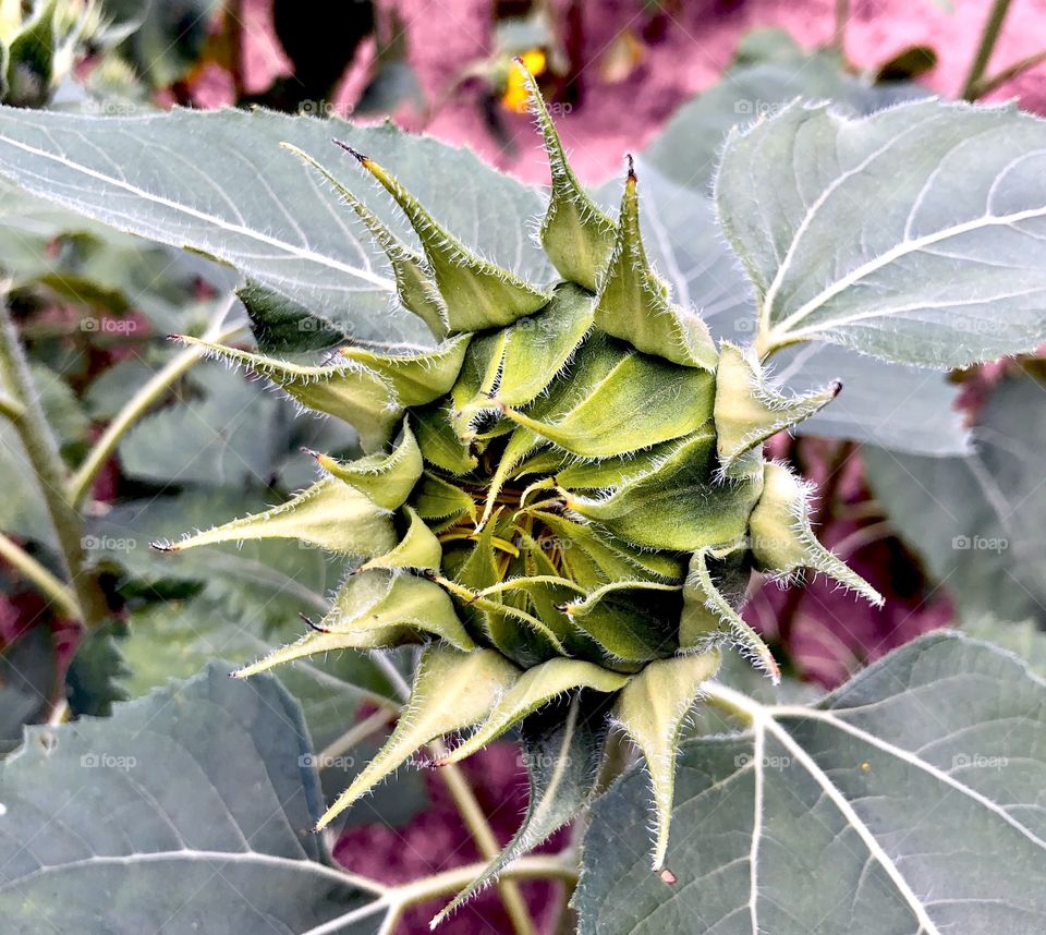 Closeup of budding sunflower still closed 