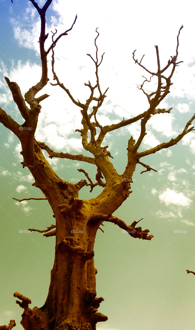 Dry Tree Desktop Wallpaper!!