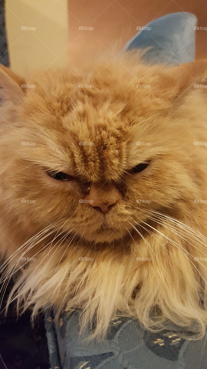 Orange grumpy cat