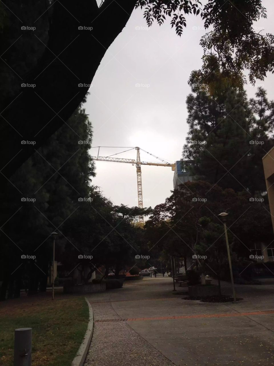 Crane on a rainy day