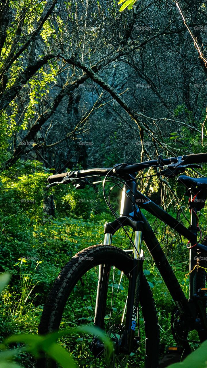 a lonely bicycle in the woods