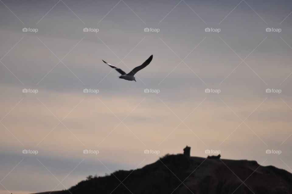 Bird in flight